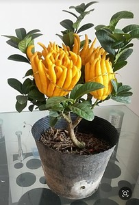 金华佛手果香橼小佛手鲜果佛手柑金佛手观赏清供水养盆栽新鲜佛手