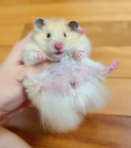 黄妹妹金丝熊