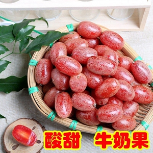 云南野生水果 临沧羊奶果 牛奶果牛虱子新鲜水果孕妇水果现摘现