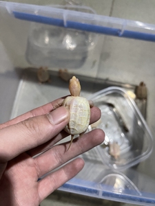 白化草龟  湖北北三代苗  红眼  包公包母  包出白苗