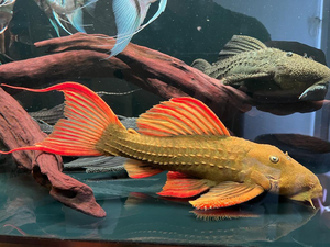 l24 绿裳红箭尾坦克异形鱼异型鱼野生