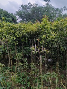 岭南山竹果树，牙黄果，嫁接苗，培育10年，直杆大冠幅树型。整