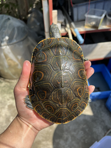 【格兰德龟】格兰德龟品牌,价格 - 阿里巴巴