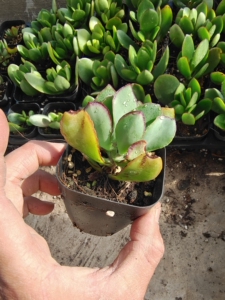 玉树,海带花月小苗,特价一元一颗,带土球发货