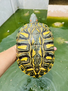 格兰德种龟,格兰德彩龟3斤多,变异巴西龟,母