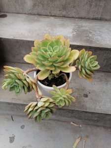 000人付款淘宝多肉植物花之鹤老桩一体爱心形刘大宝da70.