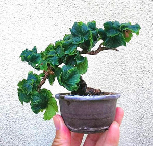 日本龙神爬山虎