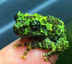 莫斯苔藓树蛙,蝌蚪,苗子买蝌蚪送饲料,够吃到上岸,第一次养说