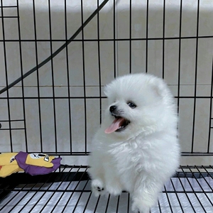 博美幼犬 小型犬小体博美 聪明宠物狗狗动物家养纯种小狗幼崽动