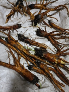 土大黄 杨铁叶子 牛西西 金不换 羊蹄根 牛耳大黄