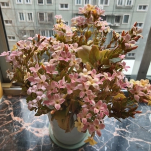 000人付款淘宝长寿花七彩糖条(新力,梦幻).