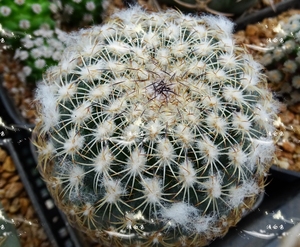 伊莎贝拉仙人球