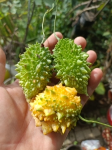 金灵子