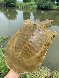 活体苗包邮王八海鲜活生态特产中华老鳖团水鱼新鲜土鳖117人付款17