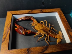 【大龙虾标本】大龙虾标本品牌,价格 - 阿里巴巴
