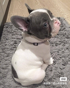 法斗幼犬 奶牛黑牛花牛 活体纯种家养宠物狗 小狗动物活的 少