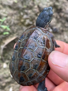 安徽大头草龟苗正宗大头 ,不大不要钱 大头墨皖南安徽草龟