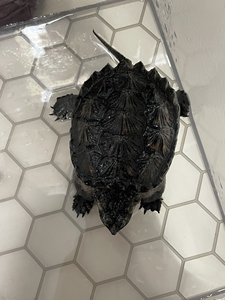 美国顶级原种极品黑佛鳄龟 纯佛  全品无瑕疵 非大鳄龟 中美