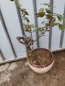 日本土佐水木  盆景