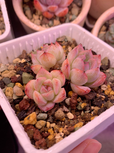 800人付款淘宝多肉植物青涩时光tb33664840230.