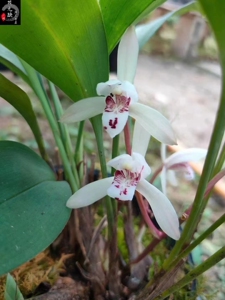 【兔耳兰艺草】兔耳兰艺草品牌,价格 - 阿里巴巴