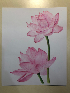 【荷花彩铅画】荷花彩铅画品牌,价格 - 阿里巴巴