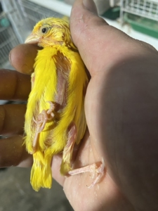 芙蓉鸟 蜡黄 玉鸟 黄玉鸟 观赏鸟 鸣叫鸟.出自己家繁殖的小