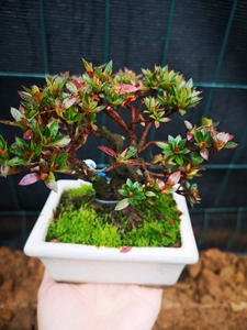 皋月杜鹃  一手拖  珍山 真山