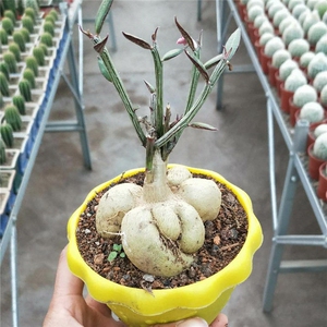 转运多肉植物 人参大戟 人生大吉 块根径多肉仙人球 形状好