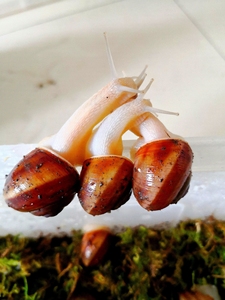 【大蜗牛食用法国】大蜗牛食用法国品牌,价格 - 阿里巴巴