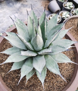 青蝎子龙舌兰,又名原始吉祥天原始种,现有量比吉祥天锦要少.其