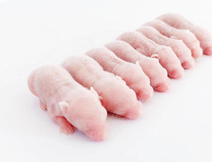 红皮乳鼠活体小白鼠乳鼠粉皮宠物营养饲料小白10只包邮不包损耗