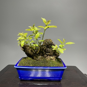 天然矮霸枯板黄荆老桩,碳化坨坨.