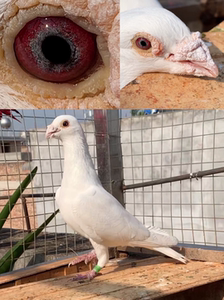 纯白紫罗兰霸气种雄白信大鼻子16年的鸽子,标价包邮,无疫情可