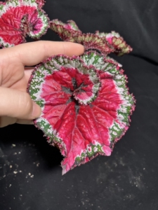 网红绿植  蜗牛秋海棠  观叶植物  彩色植物 盆栽植物1人付款88