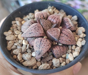 多肉植物 十二卷 实生 红孔雀 白银 一图一物