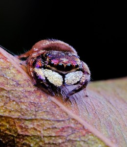 西迈塔跳蛛 跳蛛 国产跳蛛 宽胸蝇虎