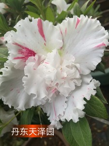丹东杜鹃四海波丹东四海波品系,白波红波没货,花波.3--5年