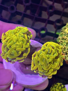 印尼分枝24k金榔头 金猪腰 双色榔头 海水鱼缸 海水珊瑚