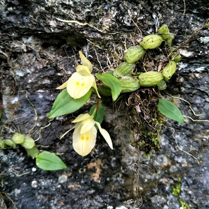 平卧羊耳蒜兰,三片叶子带艺,花色素雅,豆豆可爱,造景神器.带