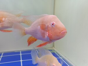 宠物及园艺 水族世界 观赏鱼 白子关刀