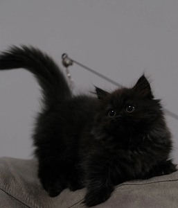 纯黑色拿破仑矮脚猫 小黑猫长毛高地猫 曼基康曼基肯短腿猫 招