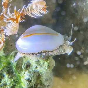 海水食藻螺 金环宝螺 紫底星螺 宝贝螺 海缸除藻螺 感兴趣的