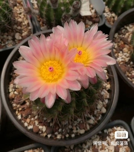 仙人球照姬丸桃鬼丸红冠丸 实生3年,照姬丸40元一个尺寸3左