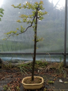 榆树文人式小品盆景