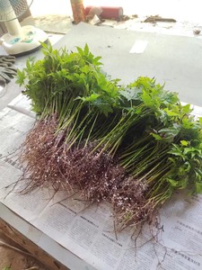 扦插苗预定,日本红枫扦插苗预售,琴姬