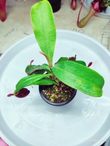 黑斑红苹果猪笼草 顺丰包邮