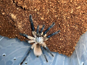 梦幻蓝巴布9-10厘米左右,大压成,可以群养的蜘蛛