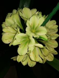 君子兰平尾绿一年多苗 每棵80元,包邮.平尾绿种兰芽子500