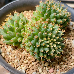 短豪金刺琴丝丸 群生 输入稀有仙人球 整体7.85cm.售出